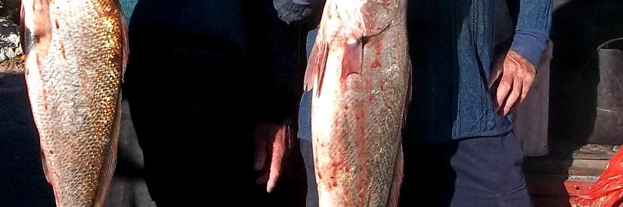 Jannie Roux en Albert Potgieter met van die mooi kabeljoue wat die naweek in die omgewing van die Moddergate gevang is.        